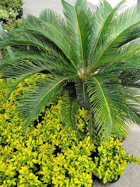 VIVERO GIRASOLES LA PASTORA