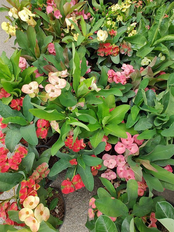 VIVERO GIRASOLES LA PASTORA