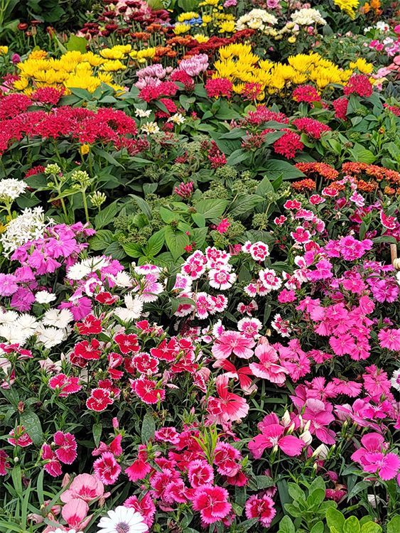 VIVERO GIRASOLES LA PASTORA