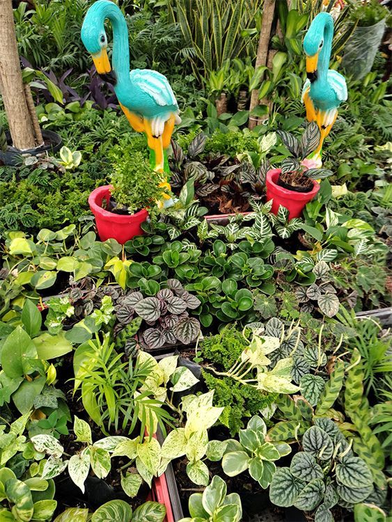 VIVERO GIRASOLES LA PASTORA