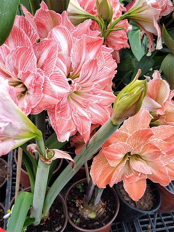 VIVERO GIRASOLES LA PASTORA