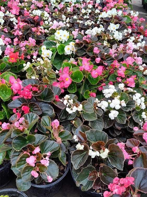 VIVERO GIRASOLES LA PASTORA