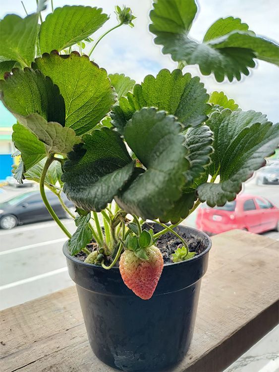 VIVERO GIRASOLES LA PASTORA