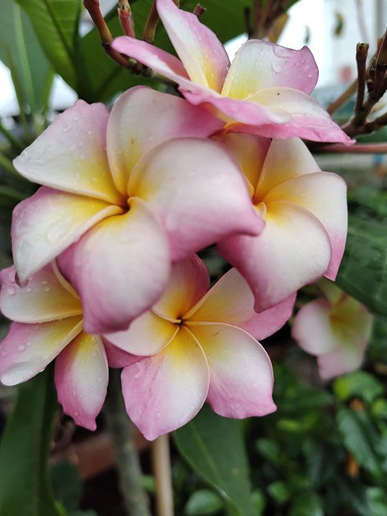 VIVERO GIRASOLES LA PASTORA