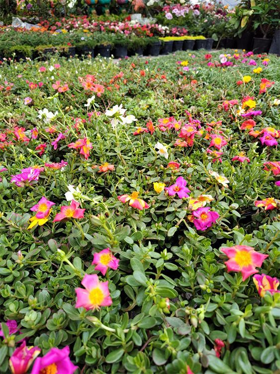 VIVERO GIRASOLES LA PASTORA