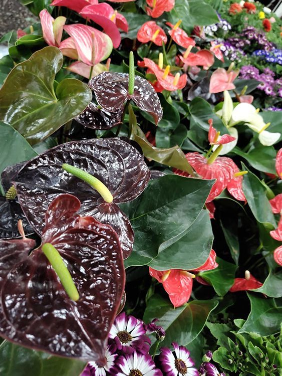 VIVERO GIRASOLES LA PASTORA