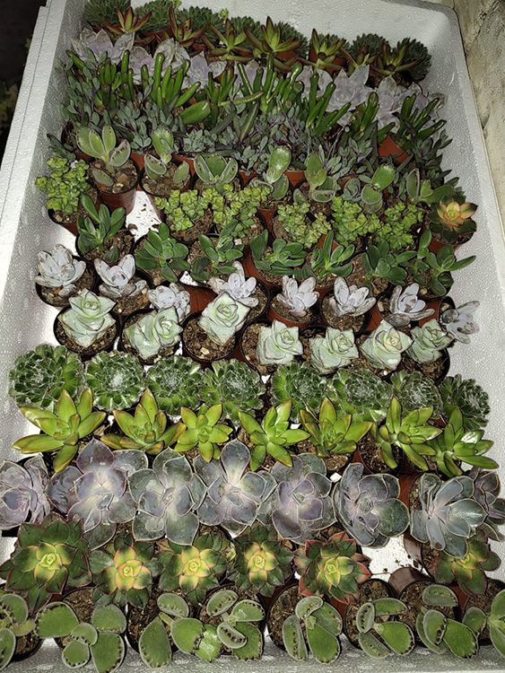 VIVERO GIRASOLES LA PASTORA