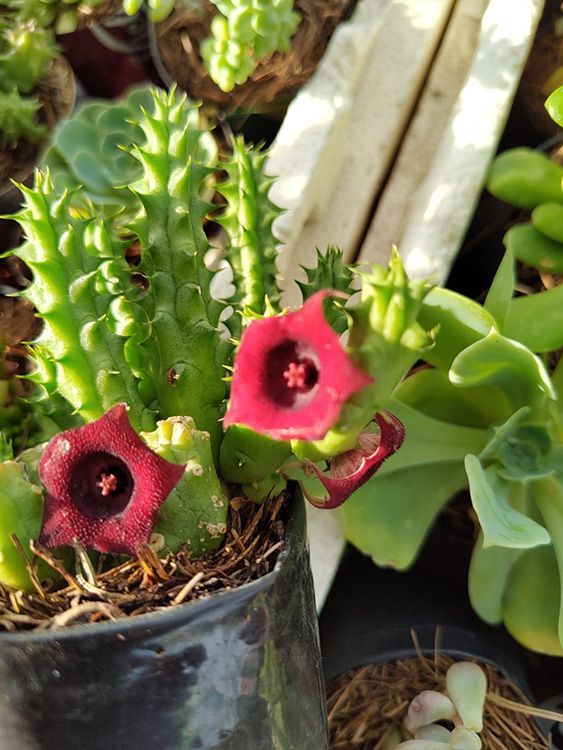 VIVERO GIRASOLES LA PASTORA