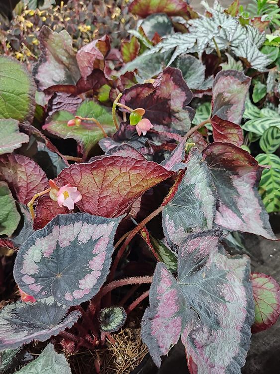 VIVERO GIRASOLES LA PASTORA