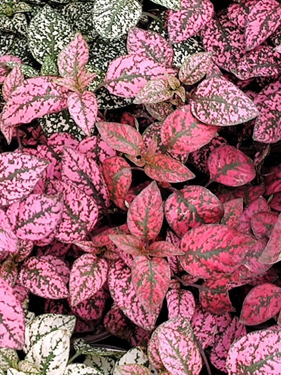 VIVERO GIRASOLES LA PASTORA