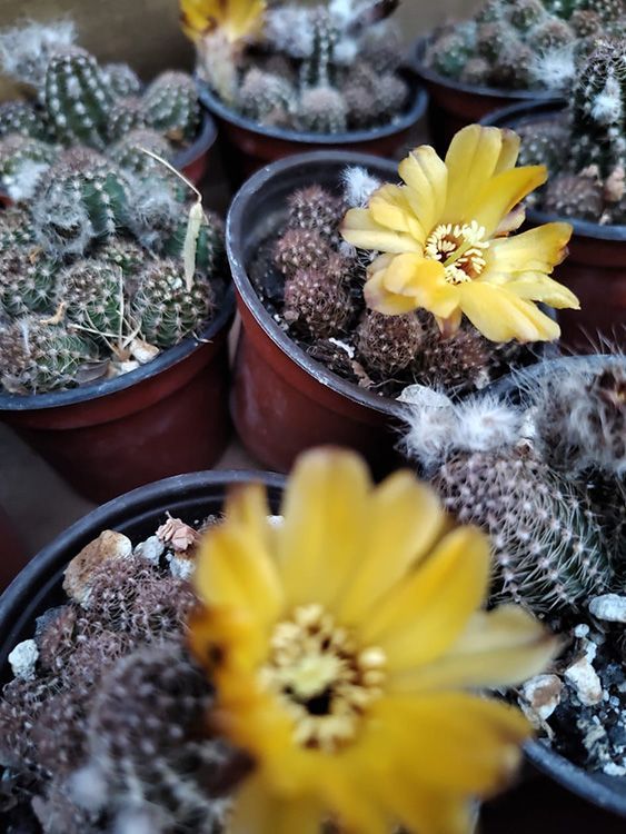 VIVERO GIRASOLES LA PASTORA