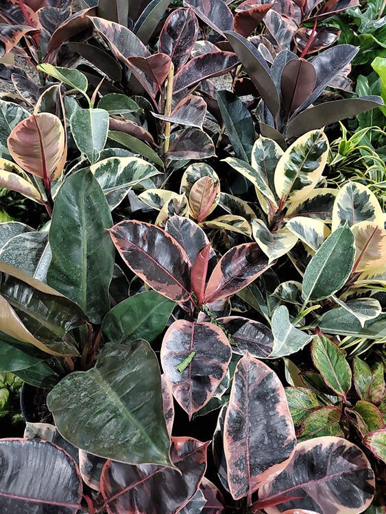 VIVERO GIRASOLES LA PASTORA