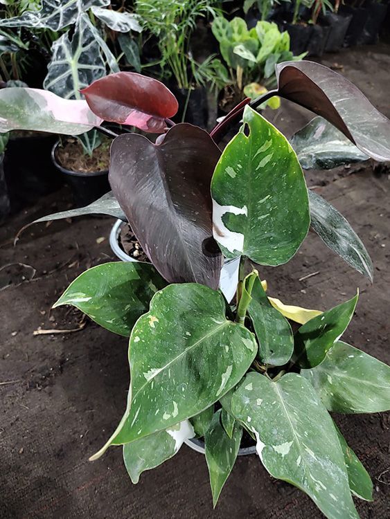 VIVERO GIRASOLES LA PASTORA