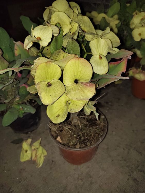 VIVERO GIRASOLES LA PASTORA