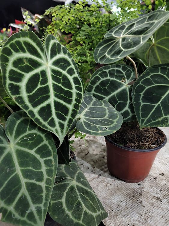 VIVERO GIRASOLES LA PASTORA