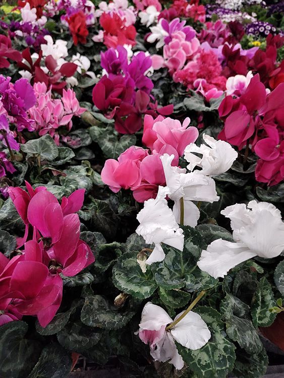 VIVERO GIRASOLES LA PASTORA