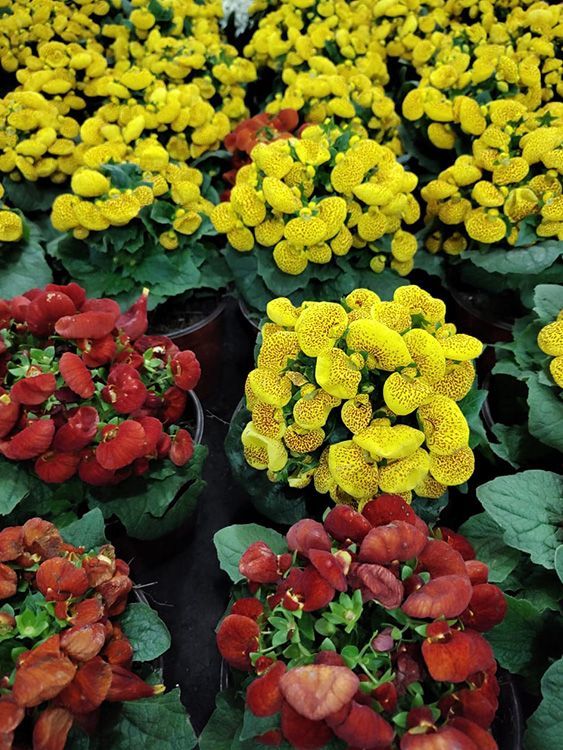 VIVERO GIRASOLES LA PASTORA