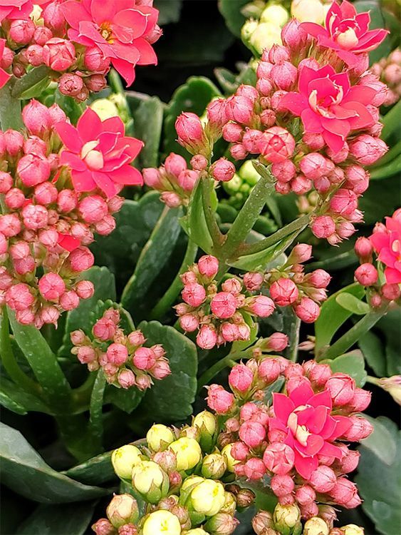 VIVERO GIRASOLES LA PASTORA