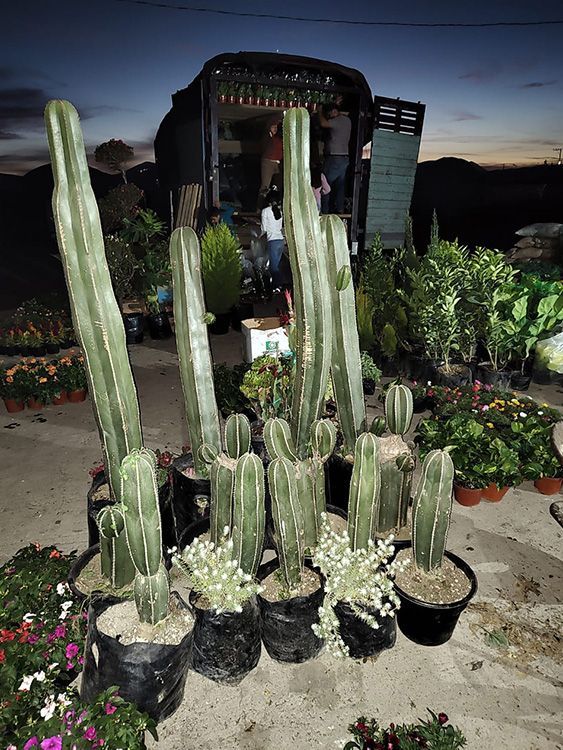 VIVERO GIRASOLES LA PASTORA