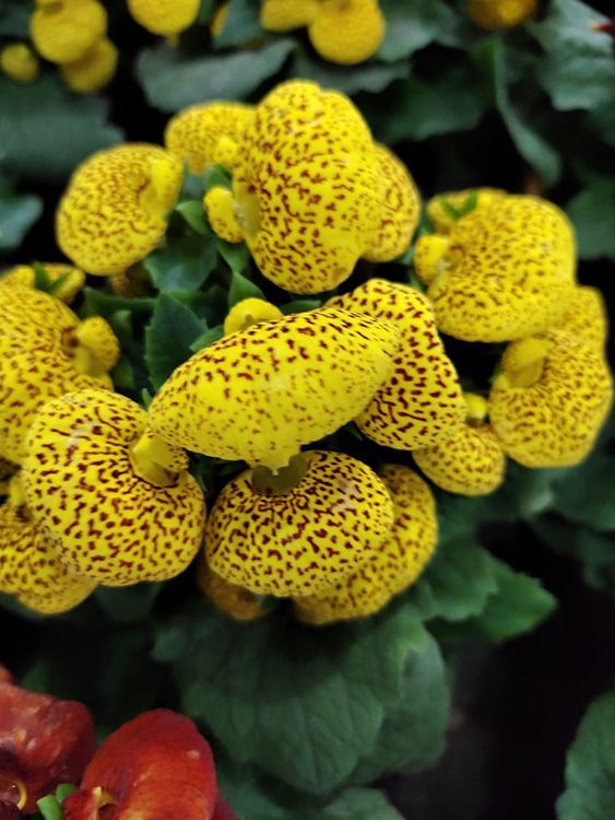 VIVERO GIRASOLES LA PASTORA