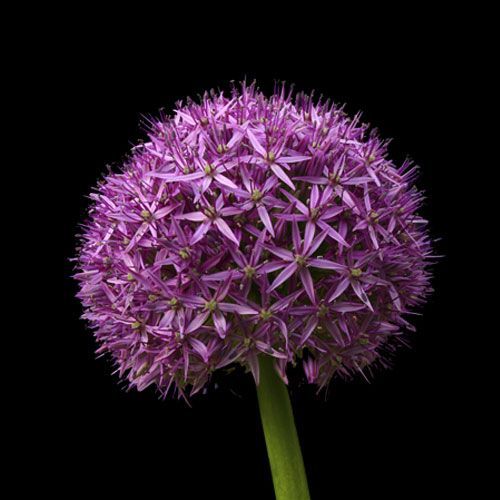 VIVERO GIRASOLES LA PASTORA