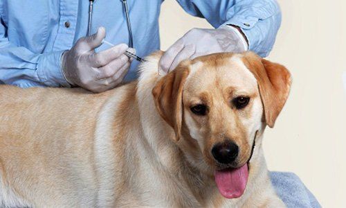 Canine Seizures What To Do If Your Dog Has A Seizure