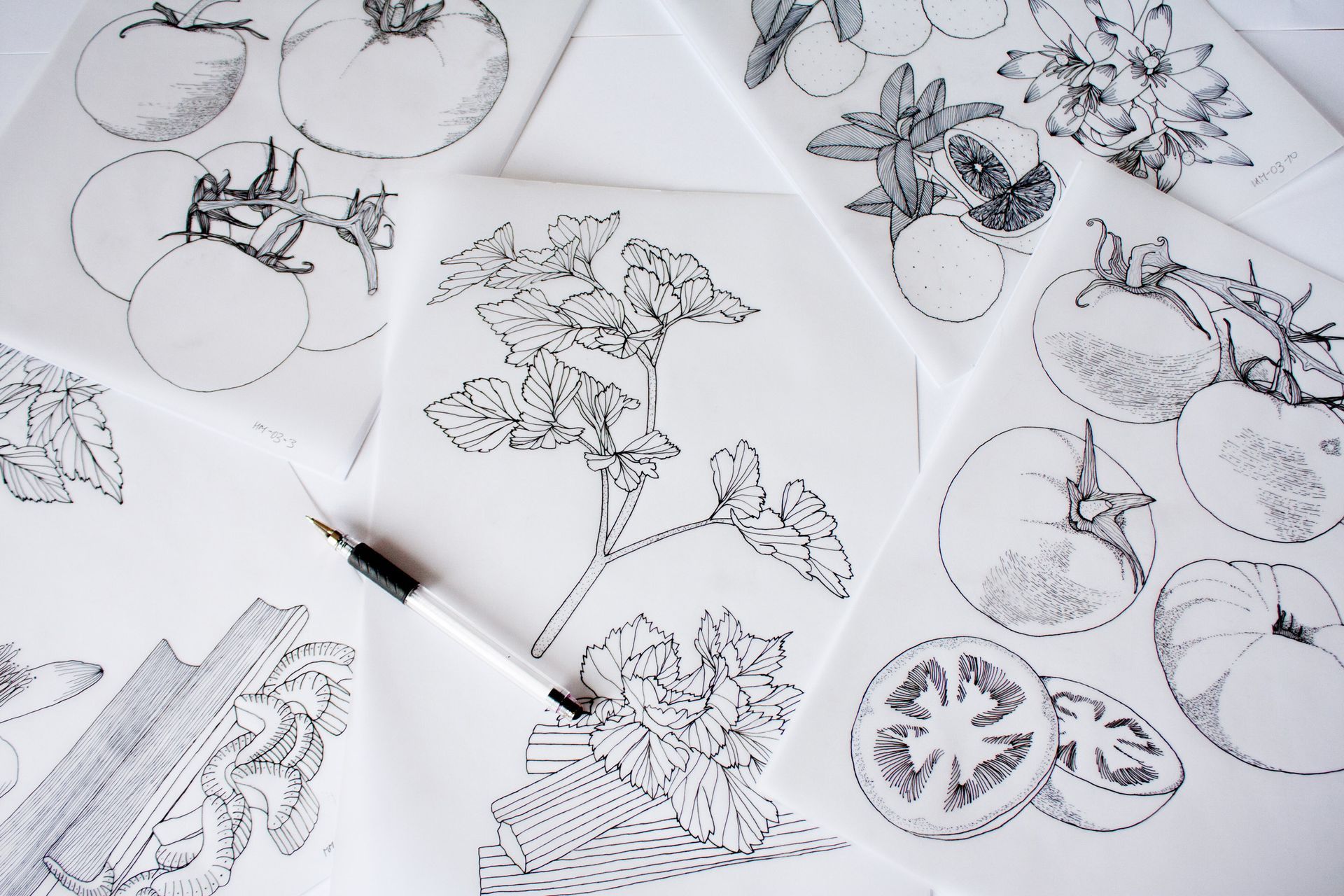 A pen rests atop several sheets of paper featuring detailed black-and-white botanical illustrations of tomato plants.
