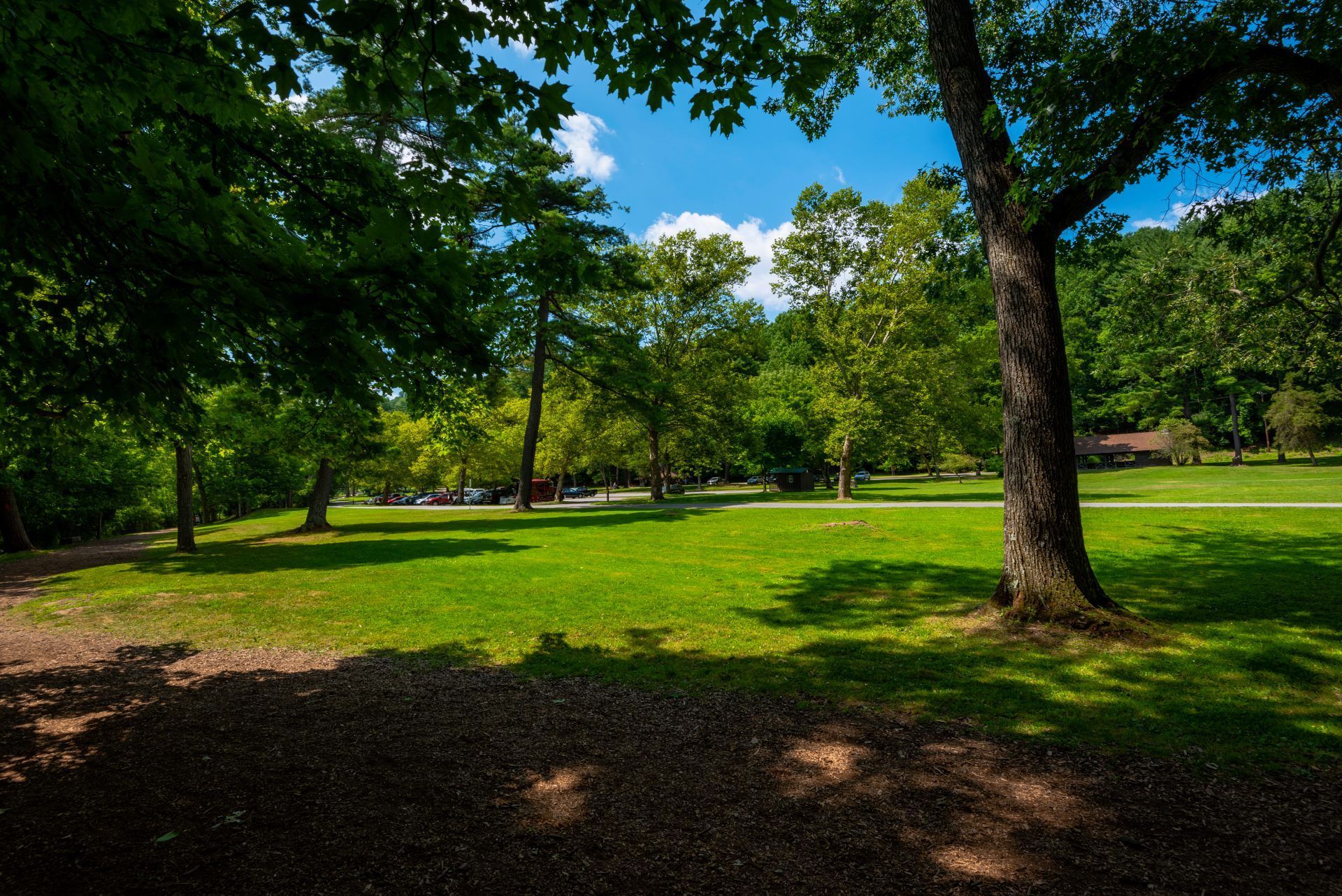 Lush green park with grass, trees, and blue sky peeking through the leaves. Sunlight and shadows create contrast.