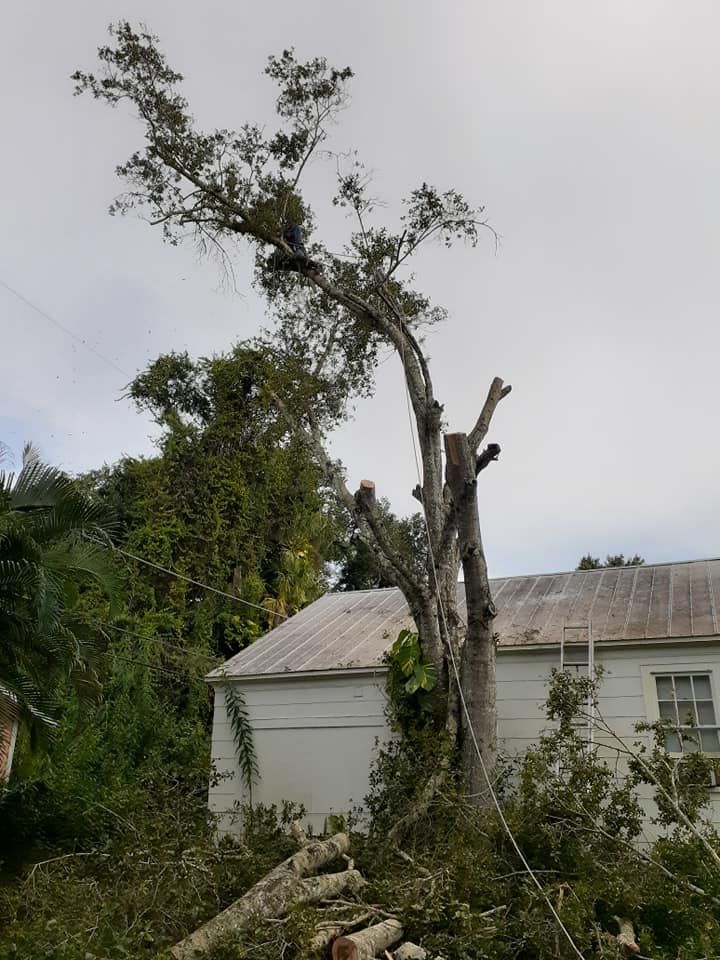 Tree That Has Been Cut Down In Front Of A House — Vero Beach, FL — Perez Tree Service