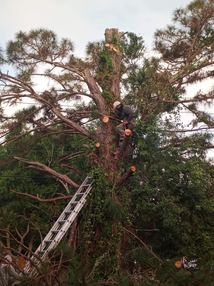Man Sitting On Top Of A Tree Next To A Ladder — Vero Beach, FL — Perez Tree Service