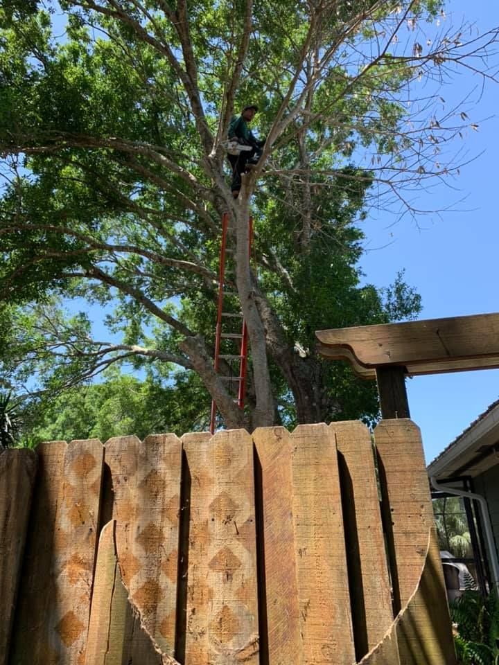 Man On A Ladder Climbs A Tree — Vero Beach, FL — Perez Tree Service