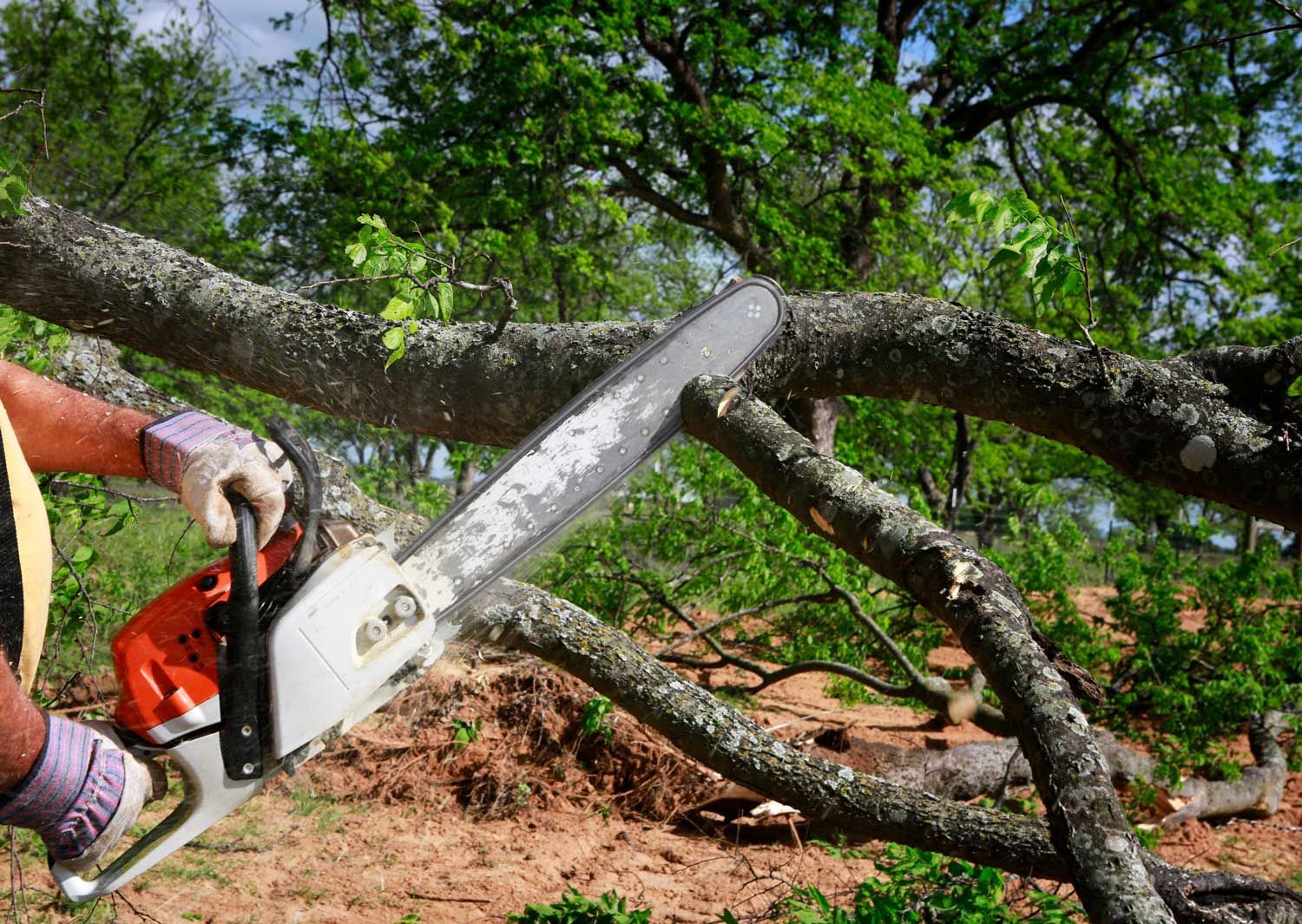 Close-up of a worker cutting thick tree branches with a chainsaw.