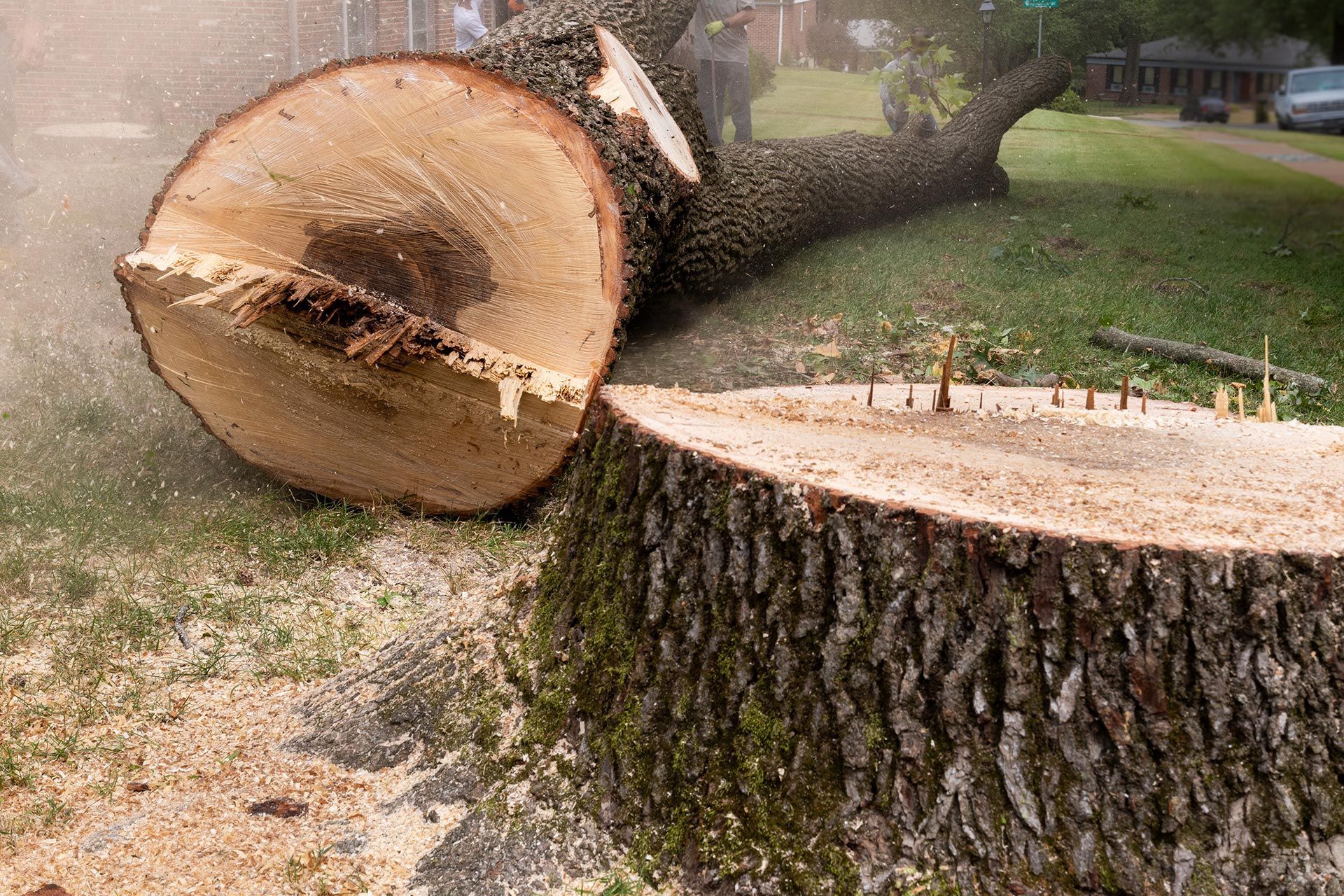 Tree trunk and stump cut after residential tree removal.