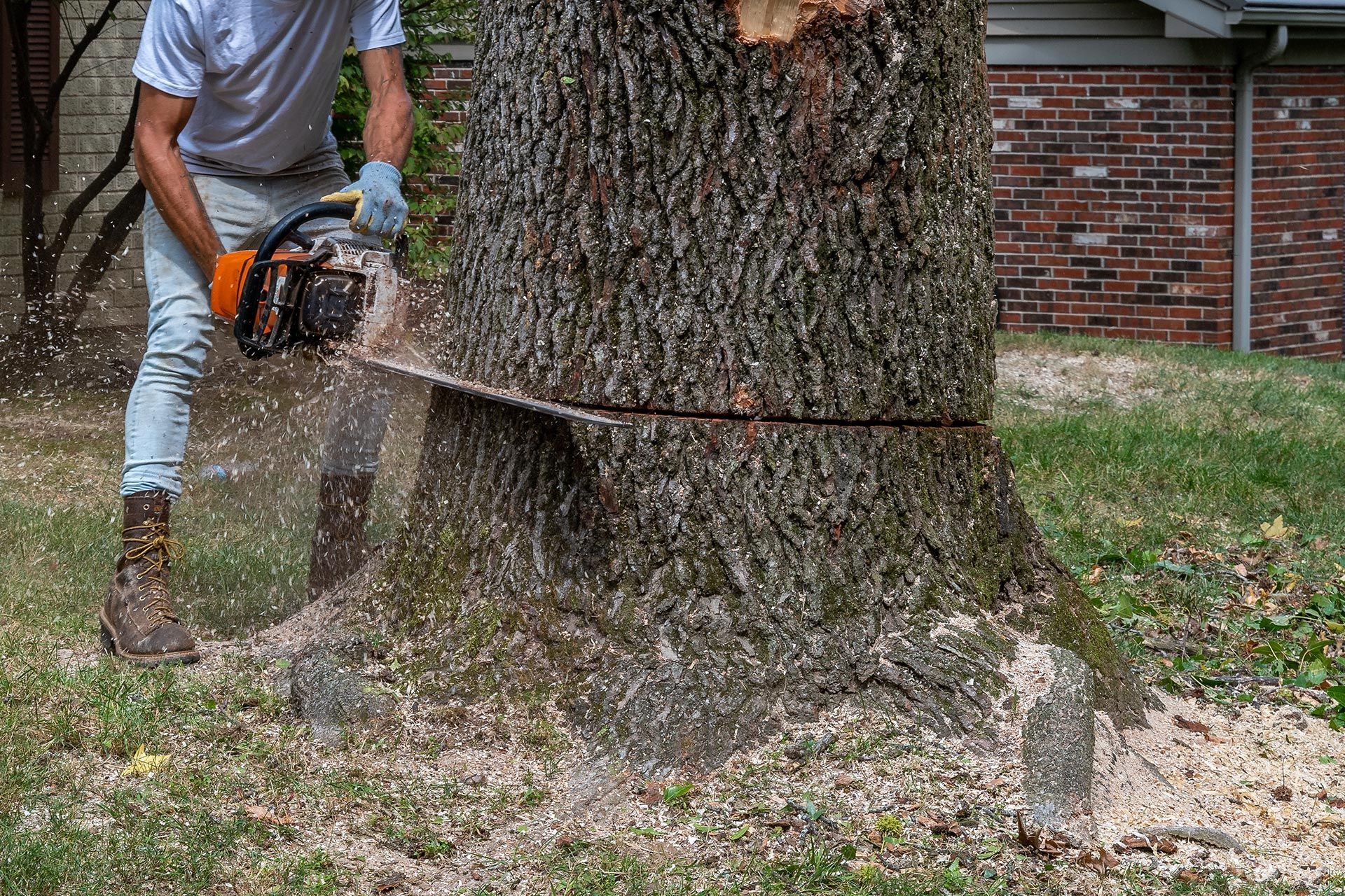 A person cutting a tree with a chainsaw.
