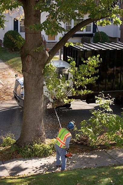 An arborist, wearing protective workwear and pole saw in hands, is providing tree removal services.