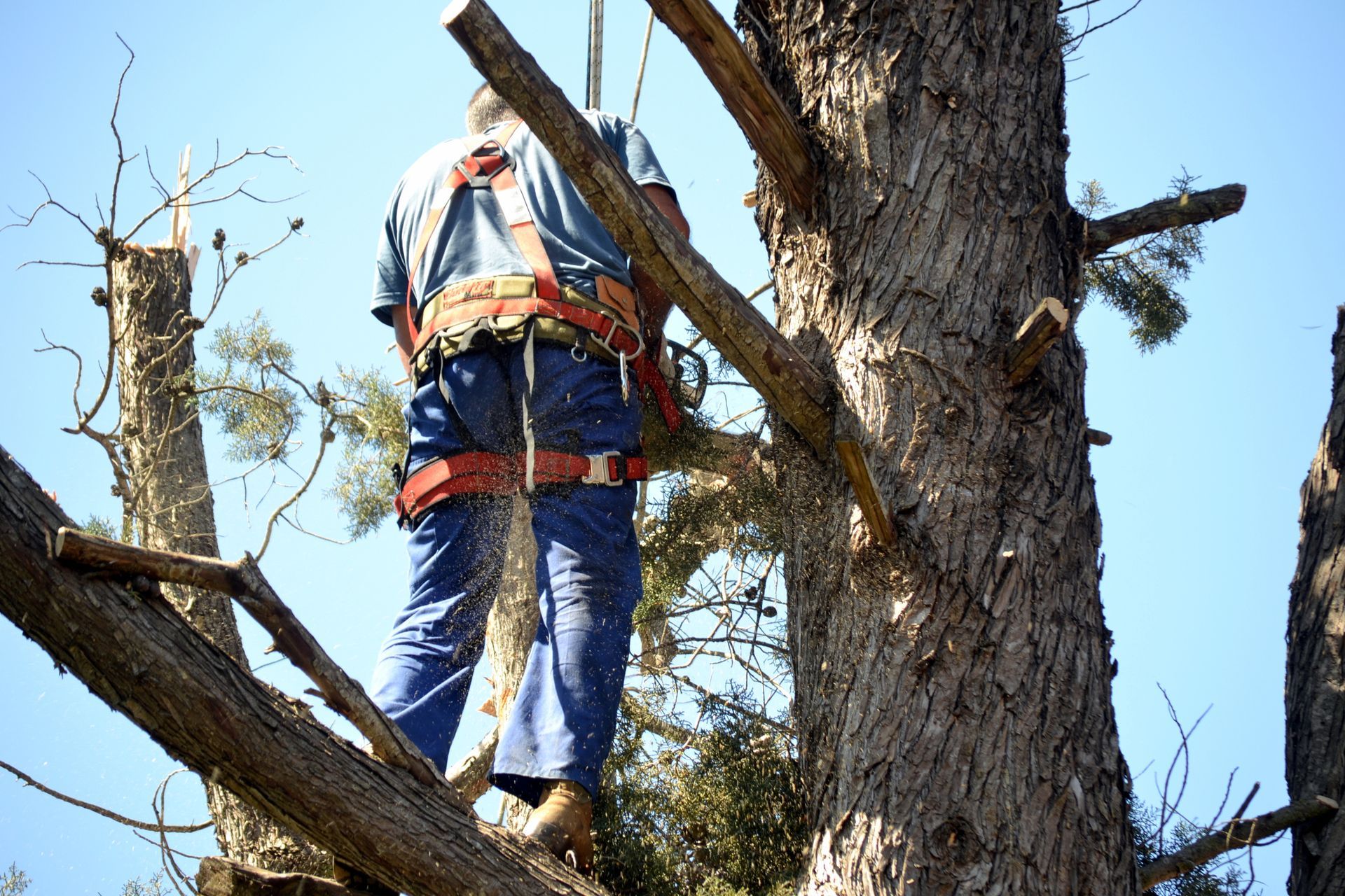 A worker pruning a branch of a pine tree with a chainsaw, showcasing expert tree service.