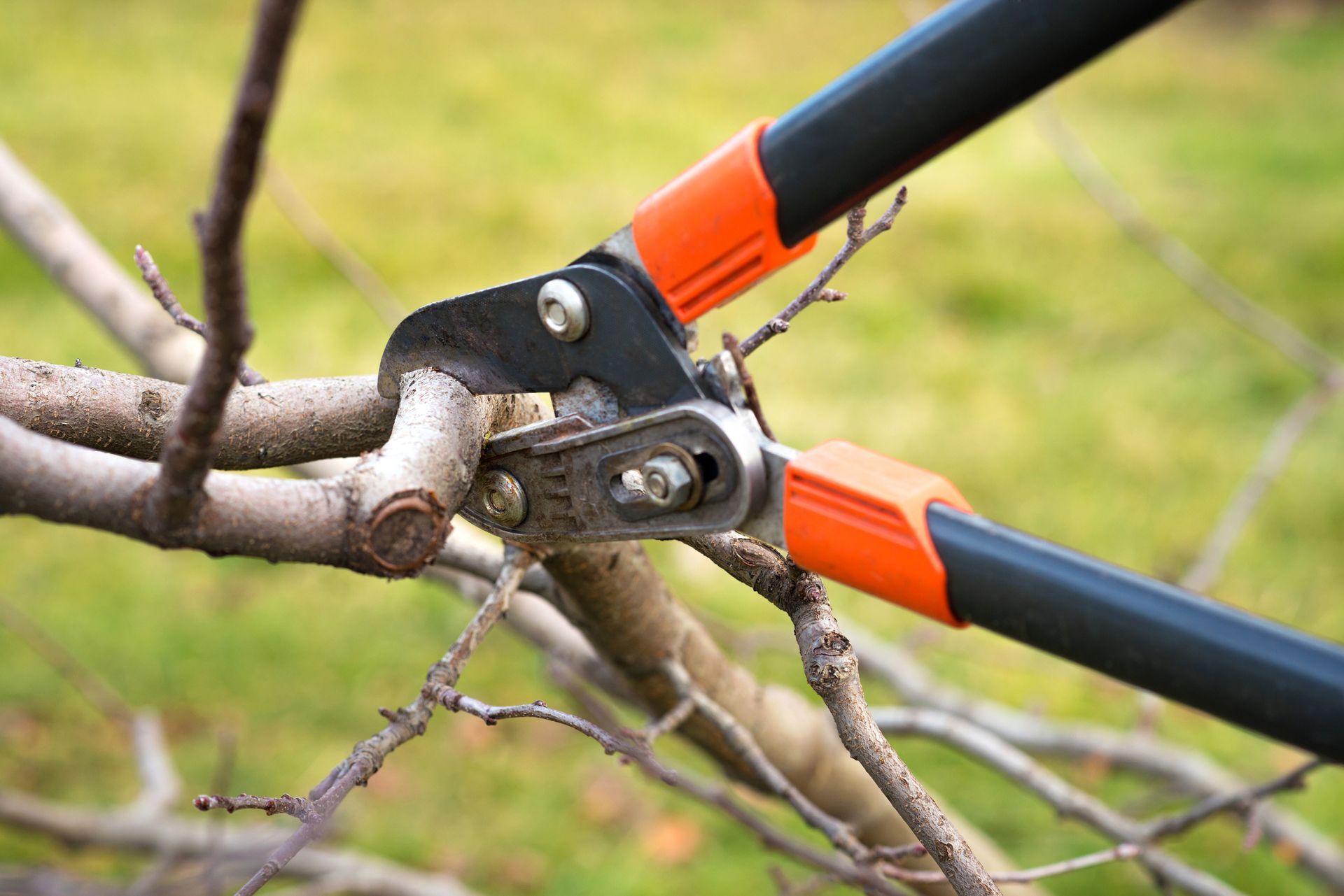 Pliers snipping a branch, showcasing tools used in professional tree removal services.