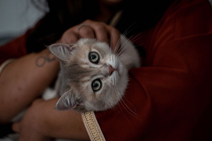 Een vrouw houdt een kitten in haar armen en aait hem.