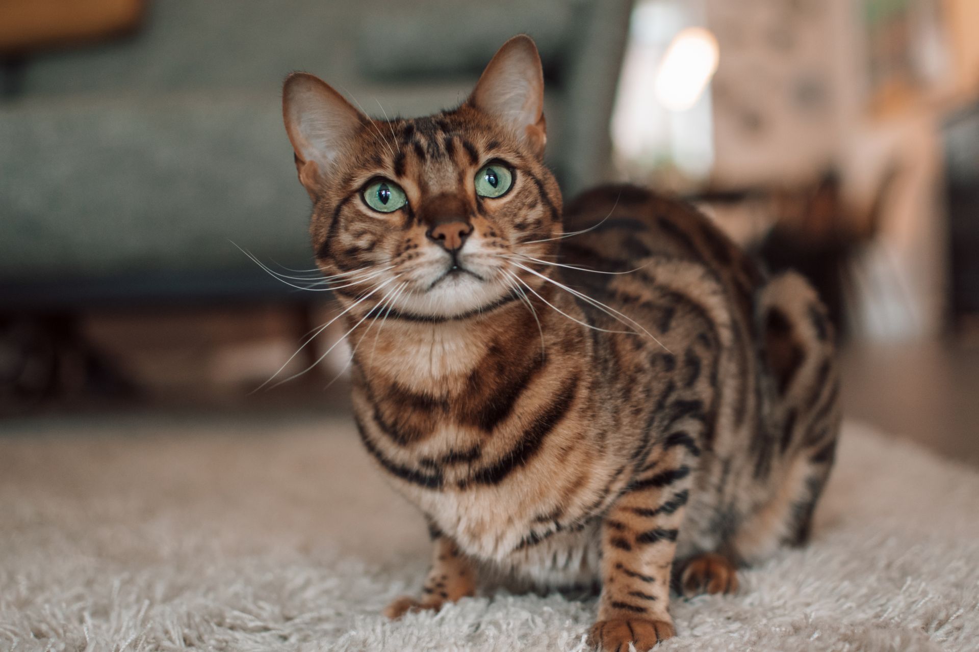 Een Bengaalse kat zit op een tapijt en kijkt naar de camera.