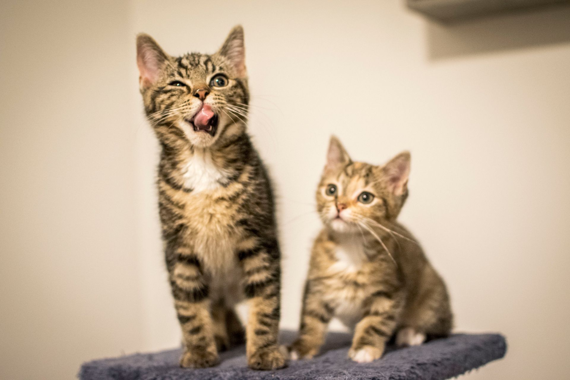 Twee kittens staan ​​naast elkaar op een krabpaal.