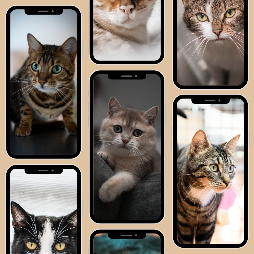 Een collage van foto's van katten op mobiele telefoons