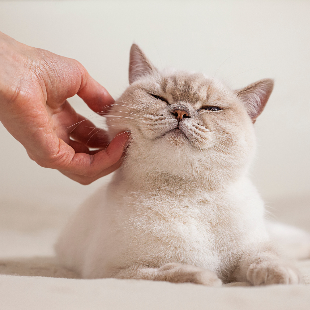 Een persoon aait een witte kat met zijn ogen dicht.