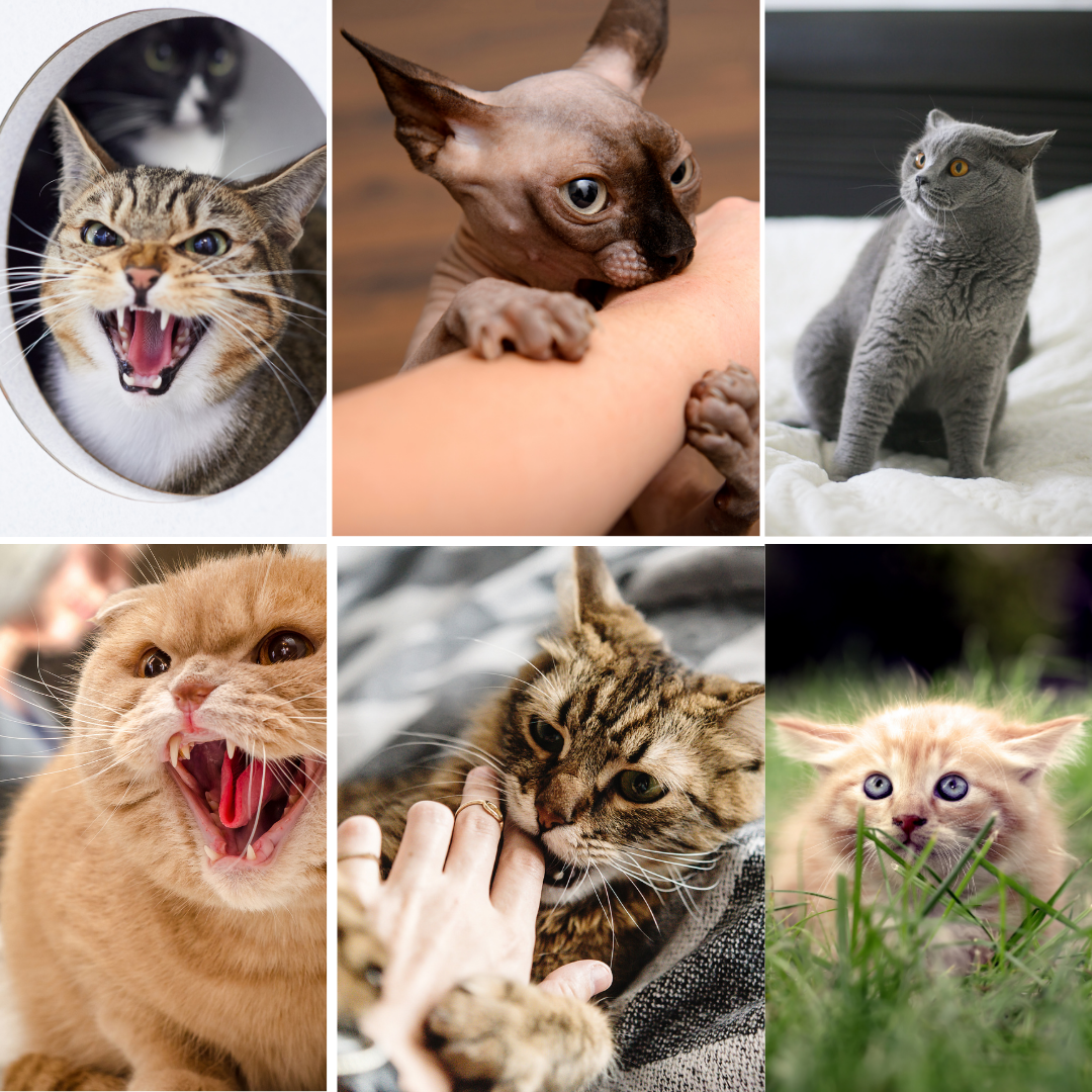 Een collage van foto's van katten en kittens