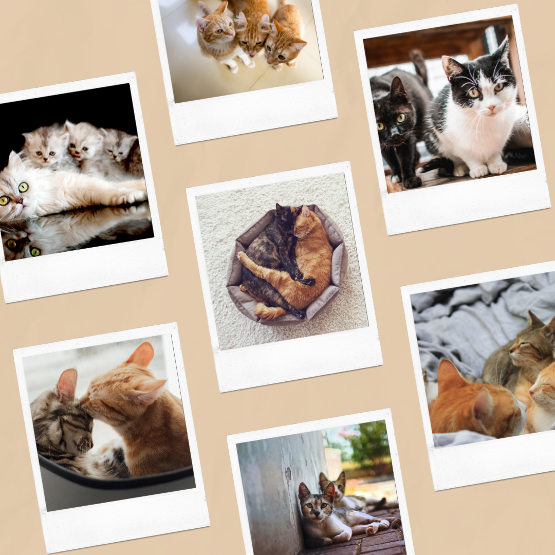 Een stel foto's van katten en kittens op een tafel