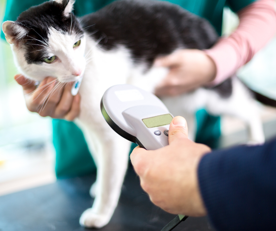 Een zwart-witte kat wordt door een persoon gescand