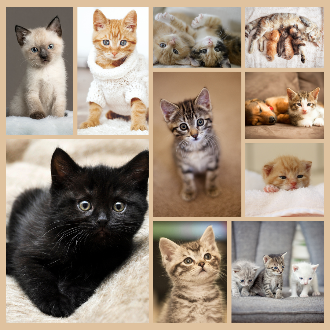 Een collage van foto's van verschillende soorten kittens