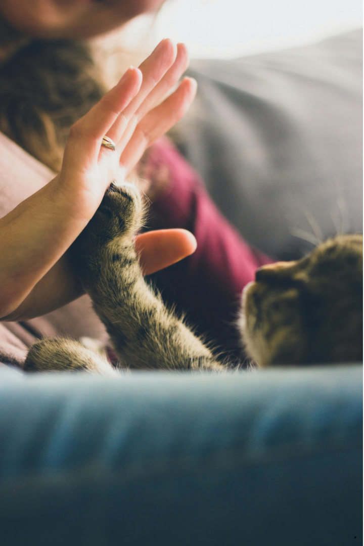 Een vrouw zit op de bank en geeft een kat een high five.