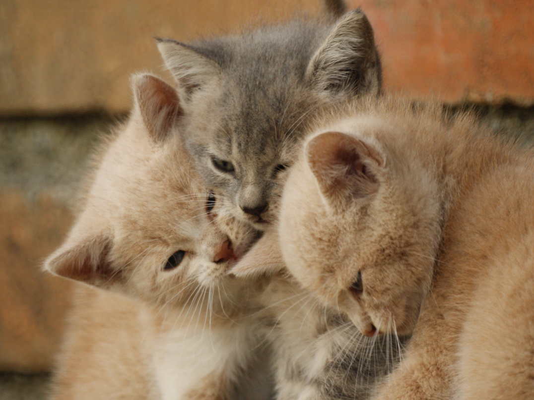 Drie kittens spelen met elkaar voor een stenen muur.