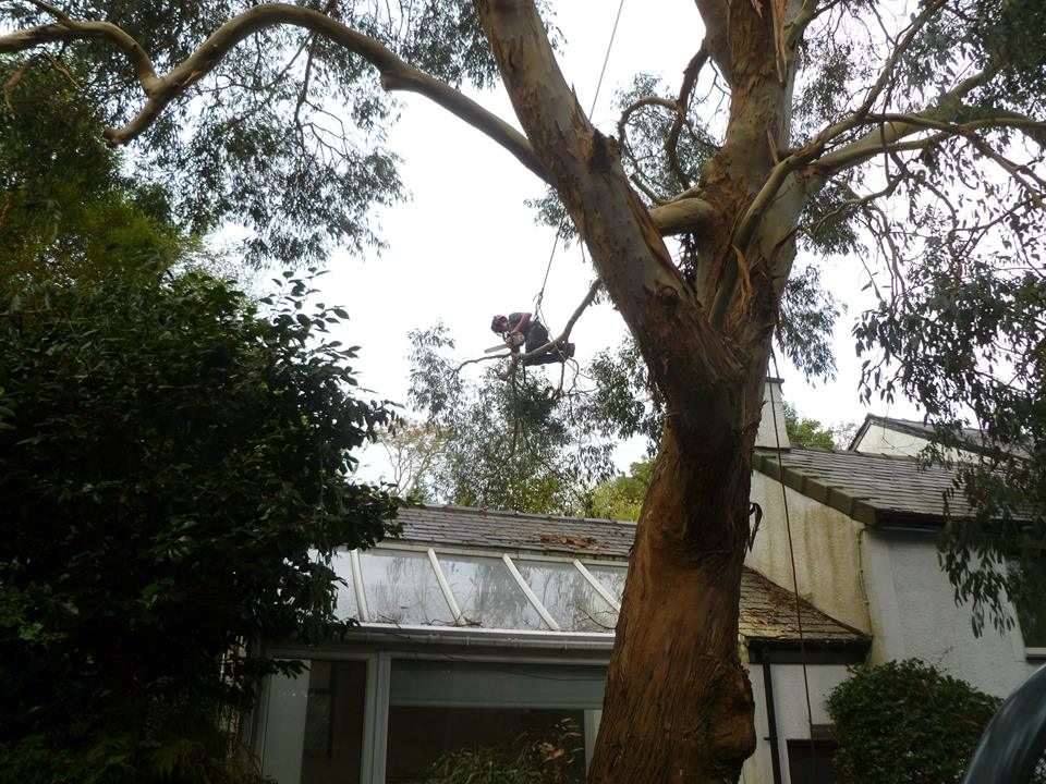Removing tree branches overhanging the conservatory.