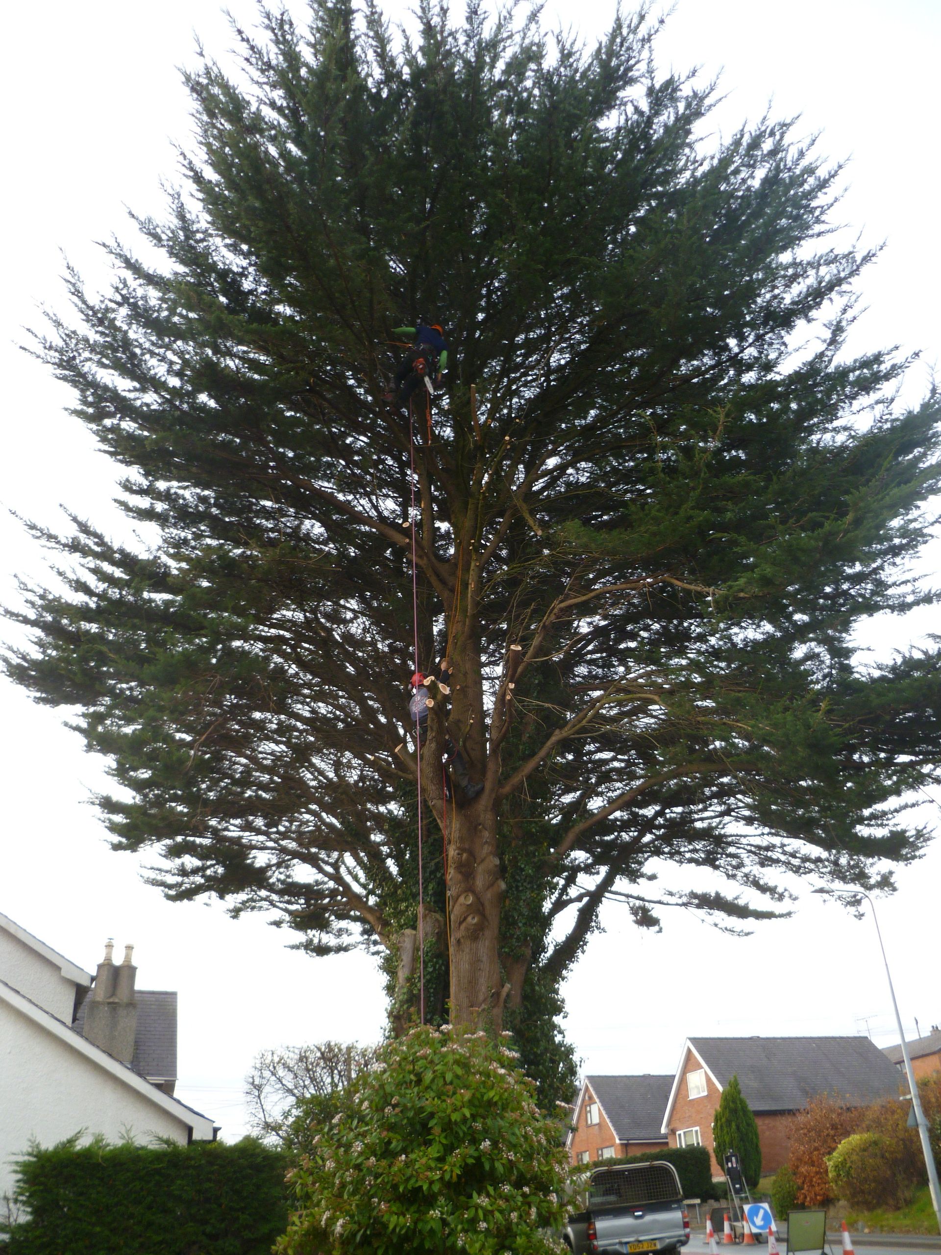 There is a tree surgeon in tha Macrocarpa tree somewhere.